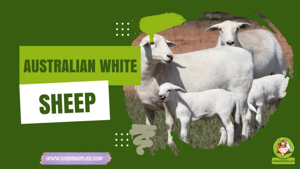 australian white sheep