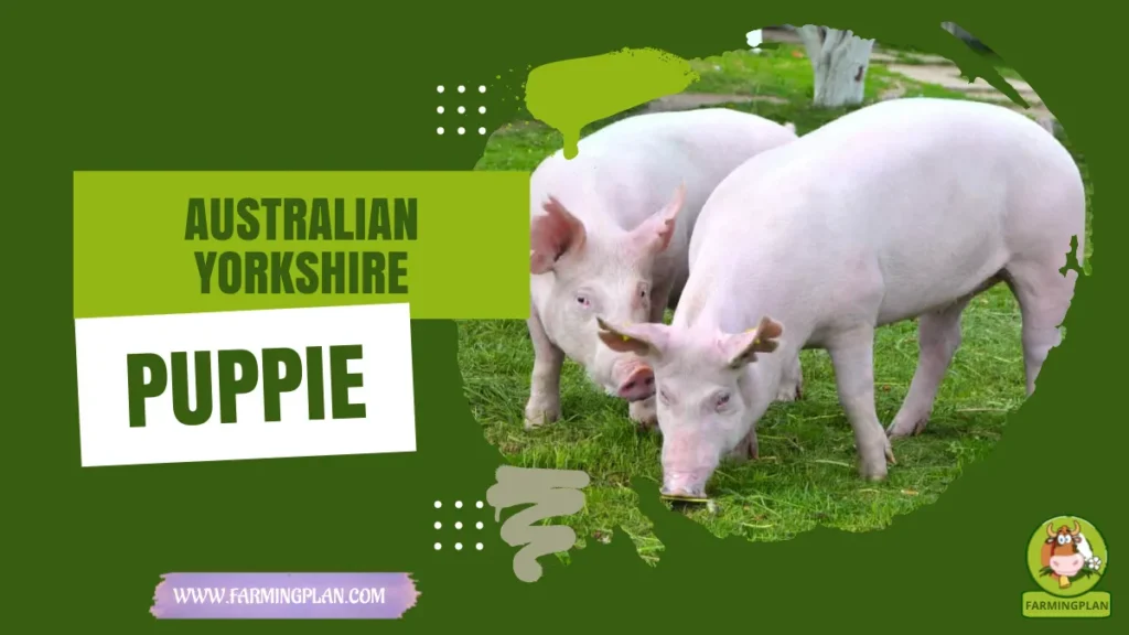 australian yorkshire pig