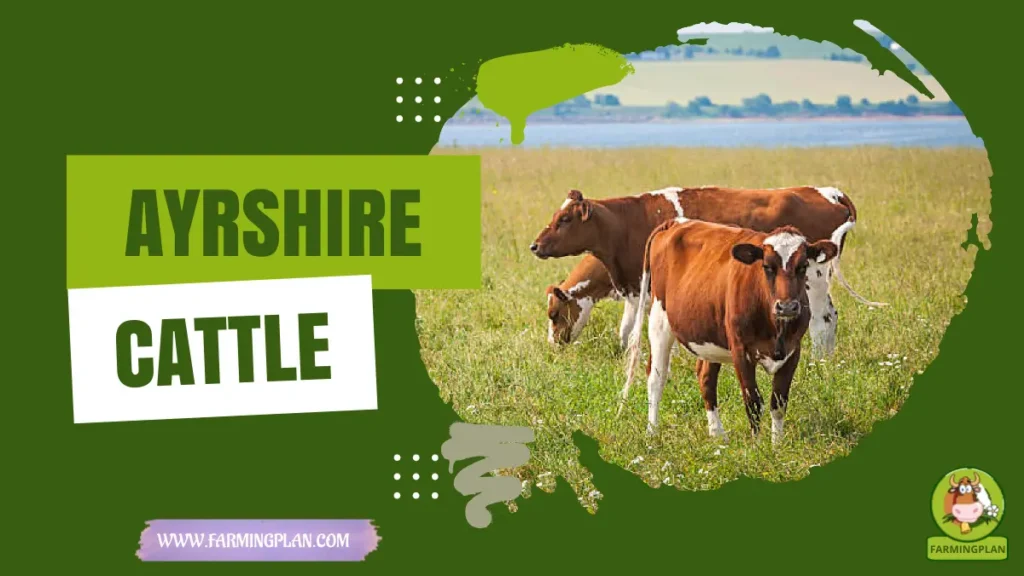 ayrshire cattle