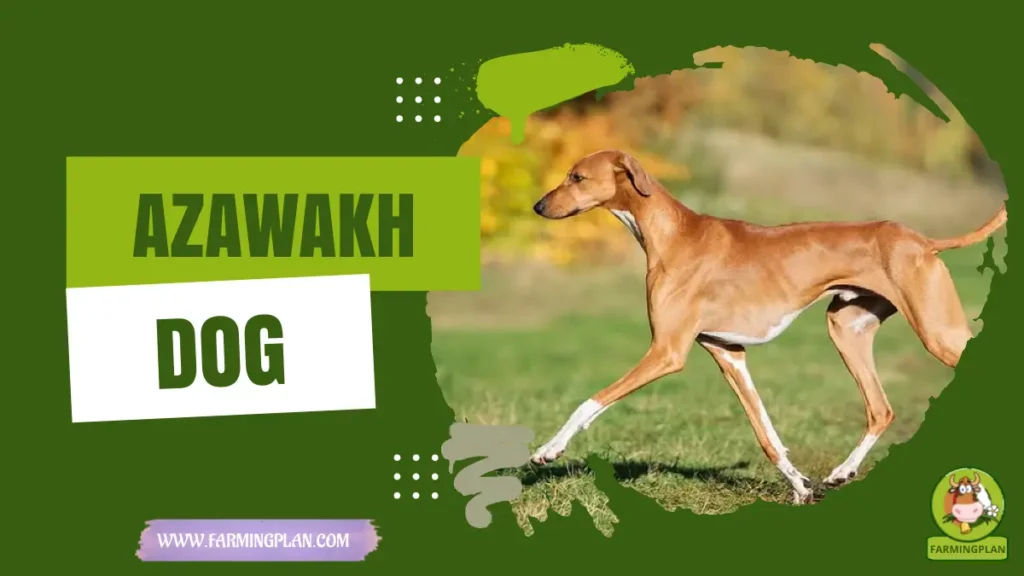 azawakh dog