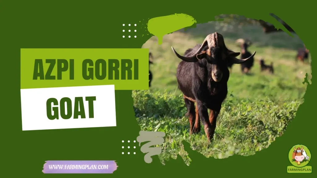 Azpi Gorri Goat