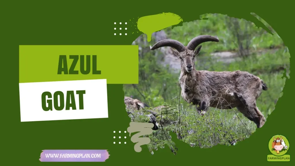 Azul Goat