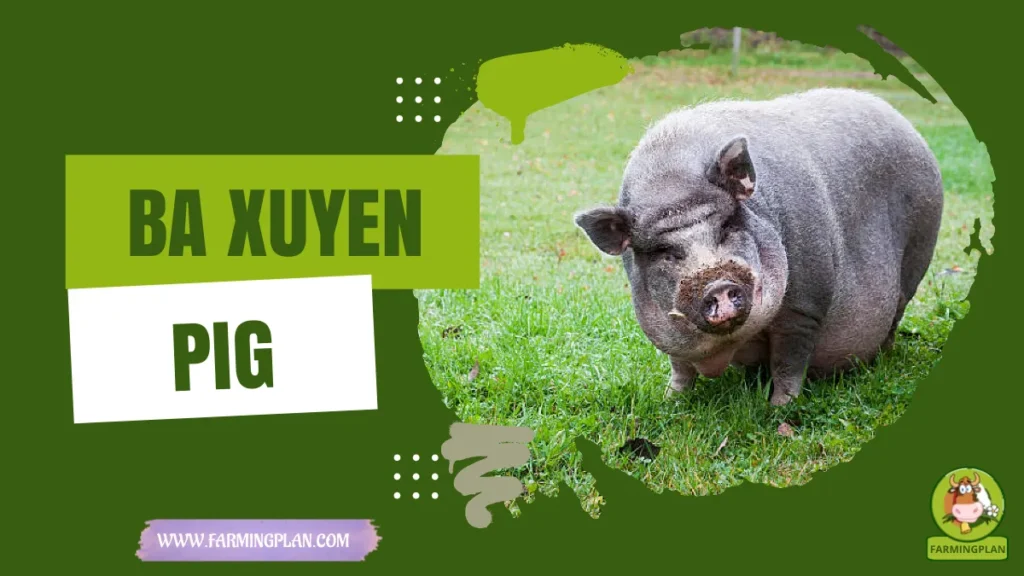 ba xuyen pigs