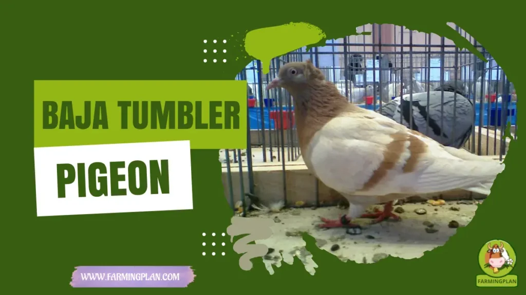 baja tumbler pigeon