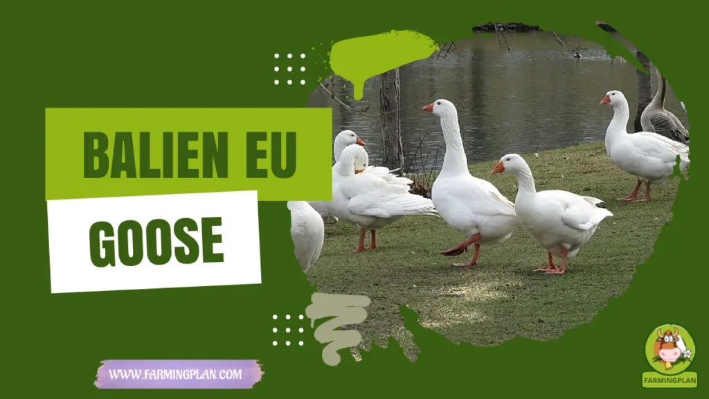 balien eu goose