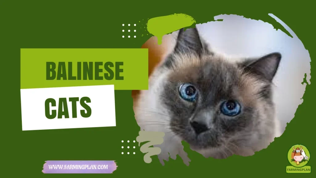 balinese cats