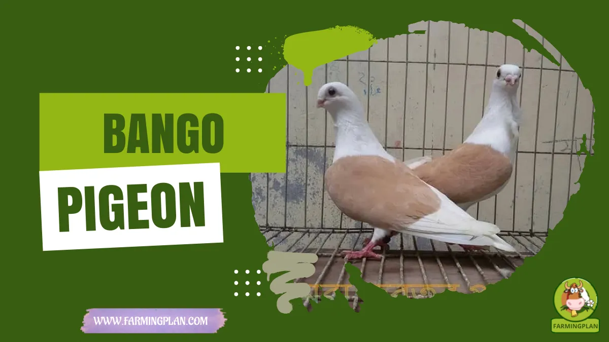 bango pigeon