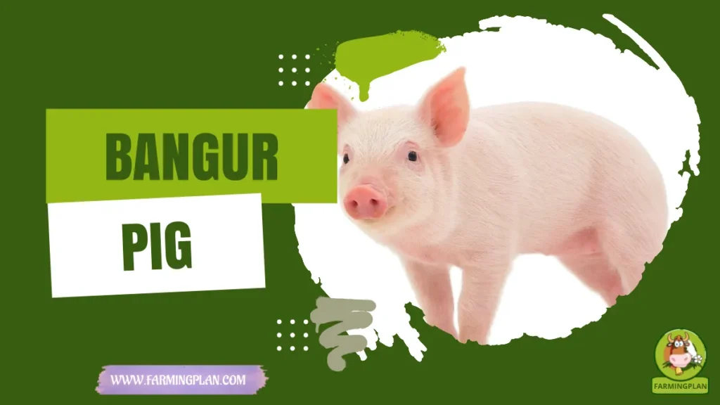 bangur pig
