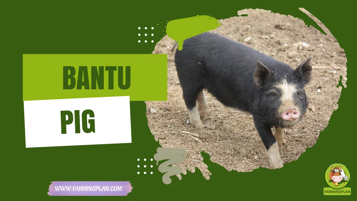 bantu pig