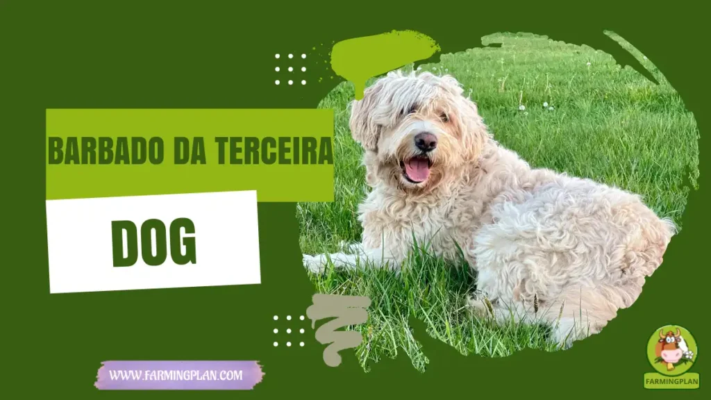 barbado da terceira dog