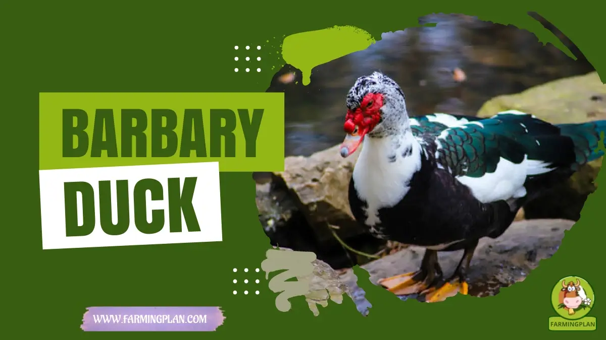 Barbary Ducks