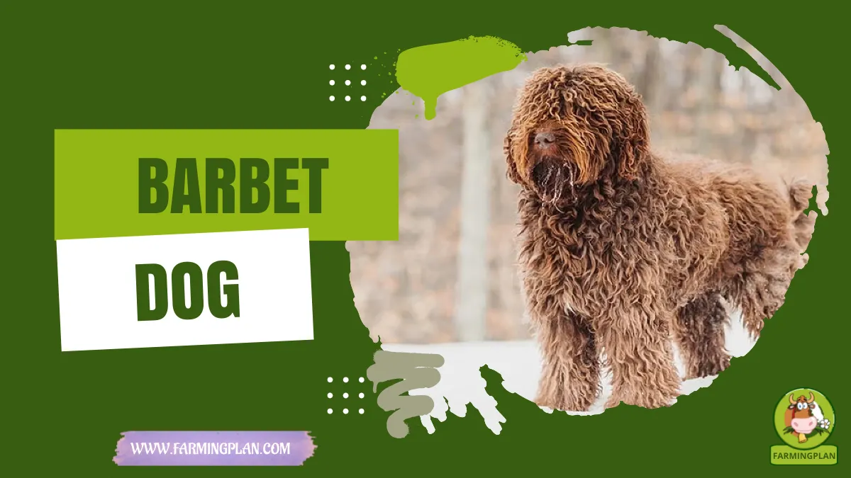 barbet dog