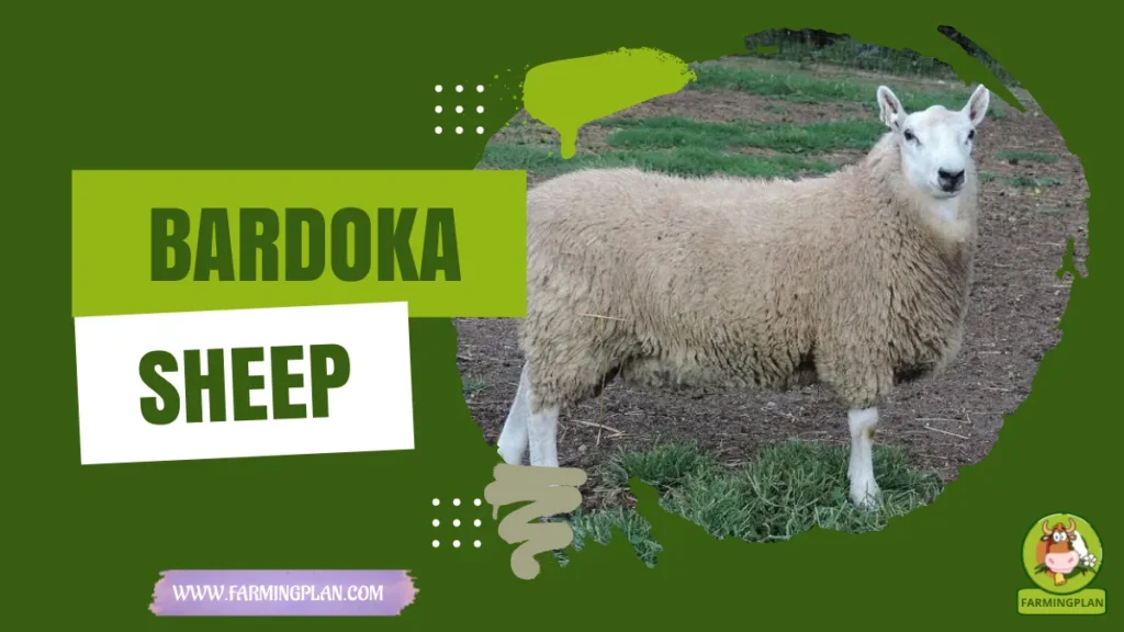 bardoka sheep
