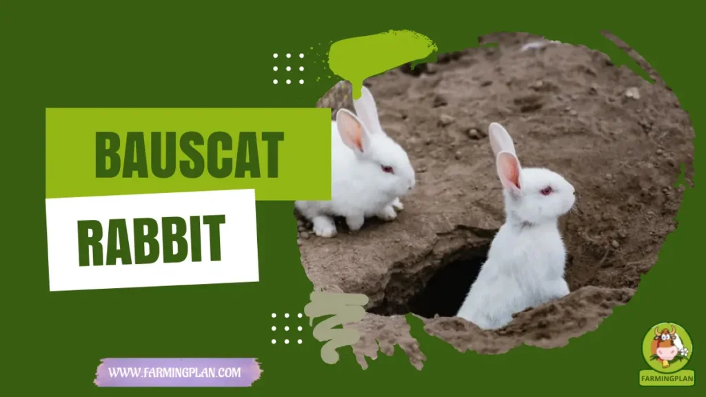 Bauscat Rabbit