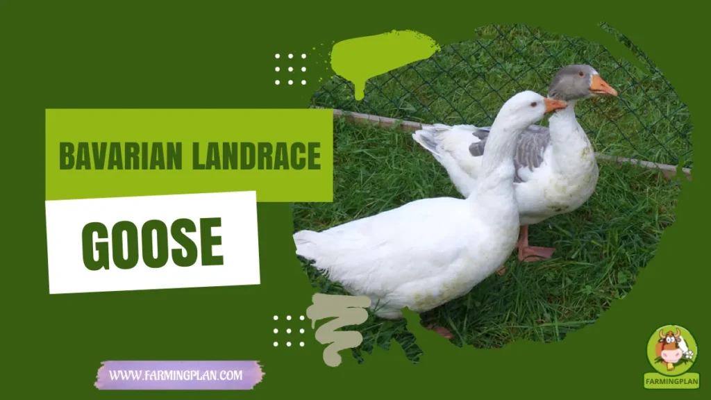 bavarian landrace goose