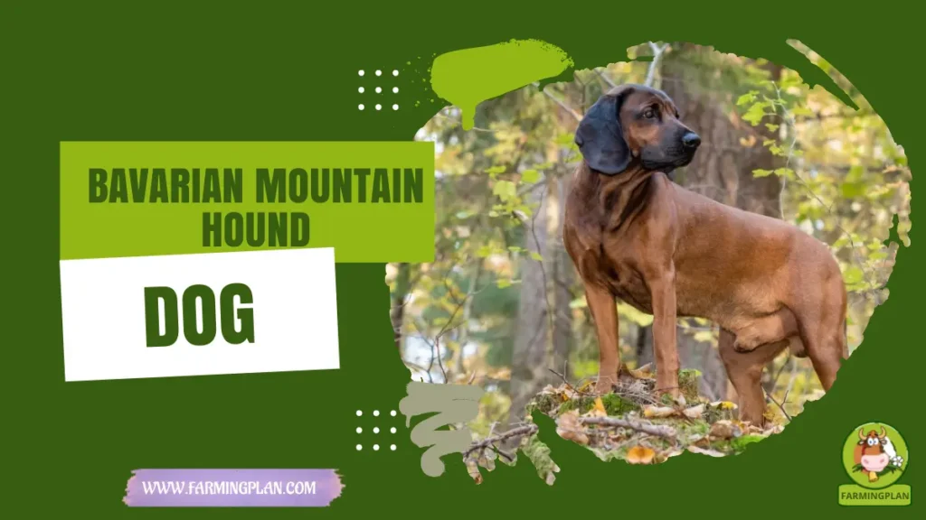 bavarian mountain hound dog
