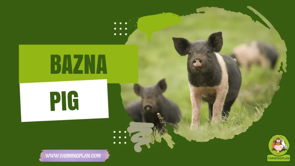 bazna pig