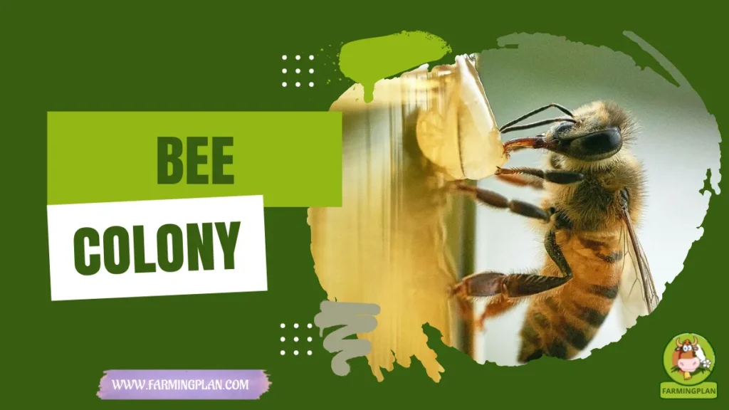bee colony