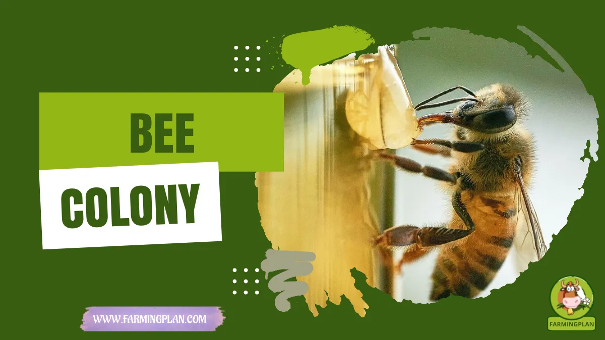 bee colony