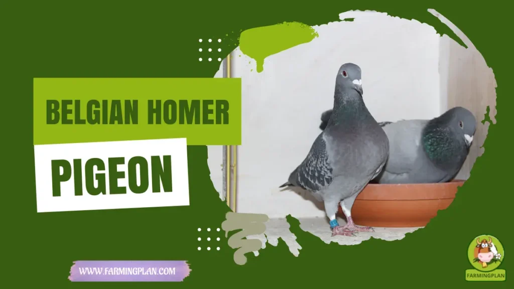 belgian homer pigeon