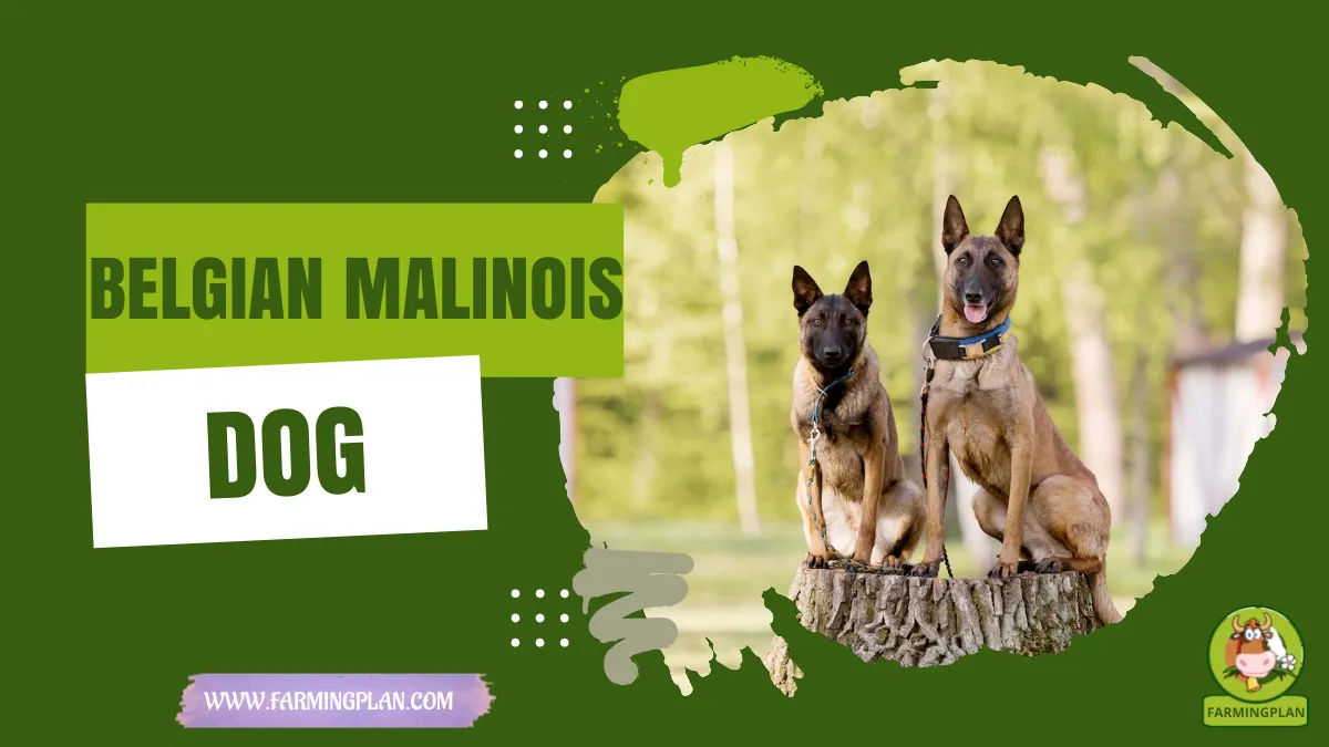belgian malinois dog