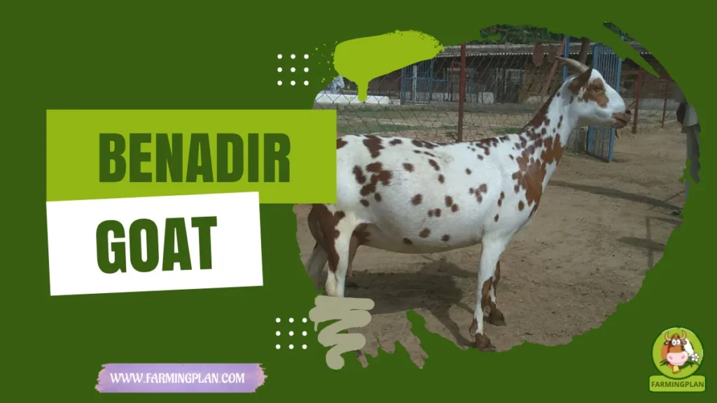 benadir goat