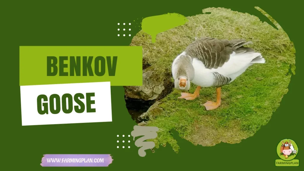 benkov goose
