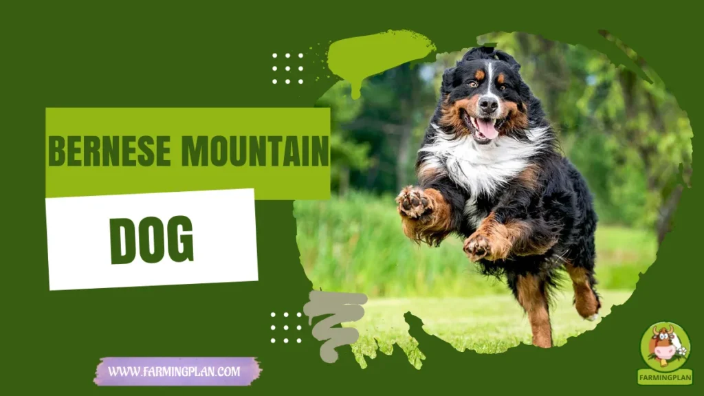 bernese mountain dog