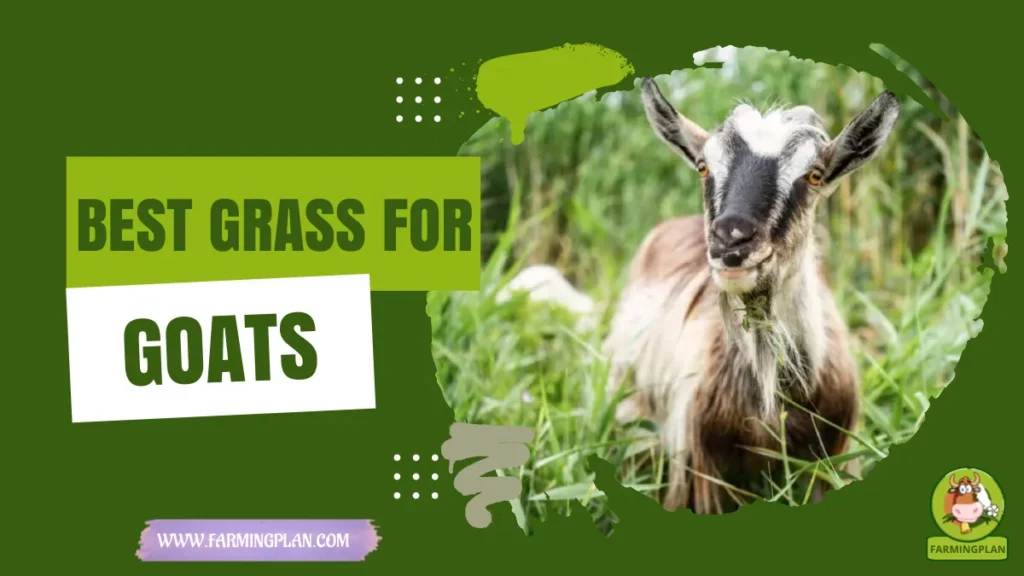 best grass for goats