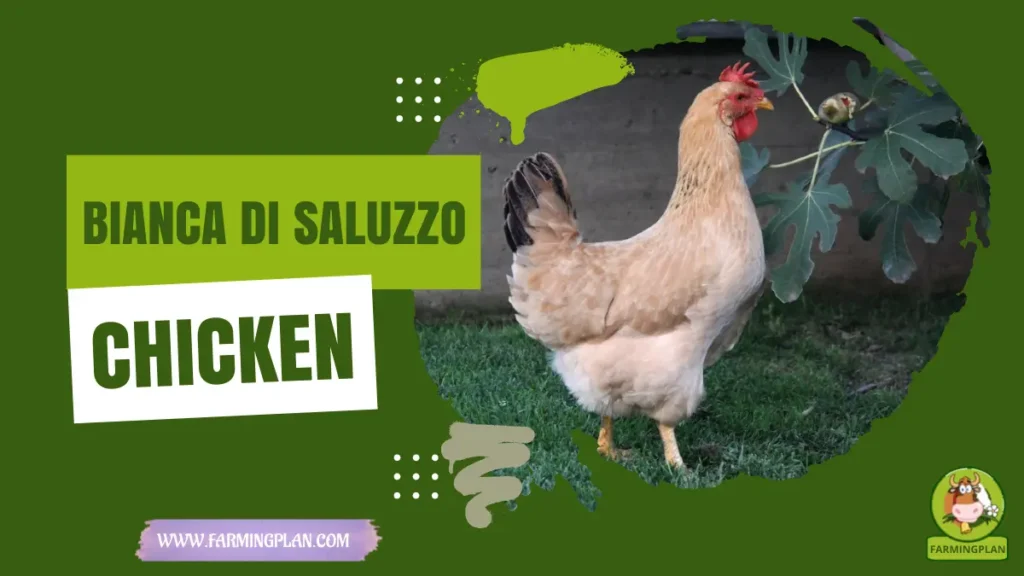 bianca di saluzzo chicken