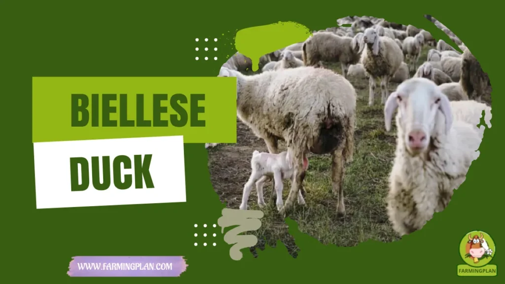 biellese sheep