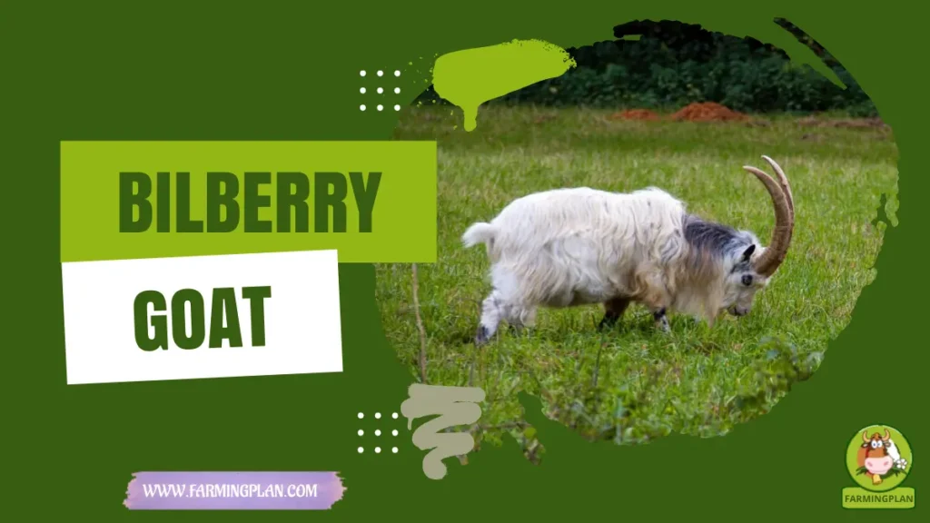 bilberry goat