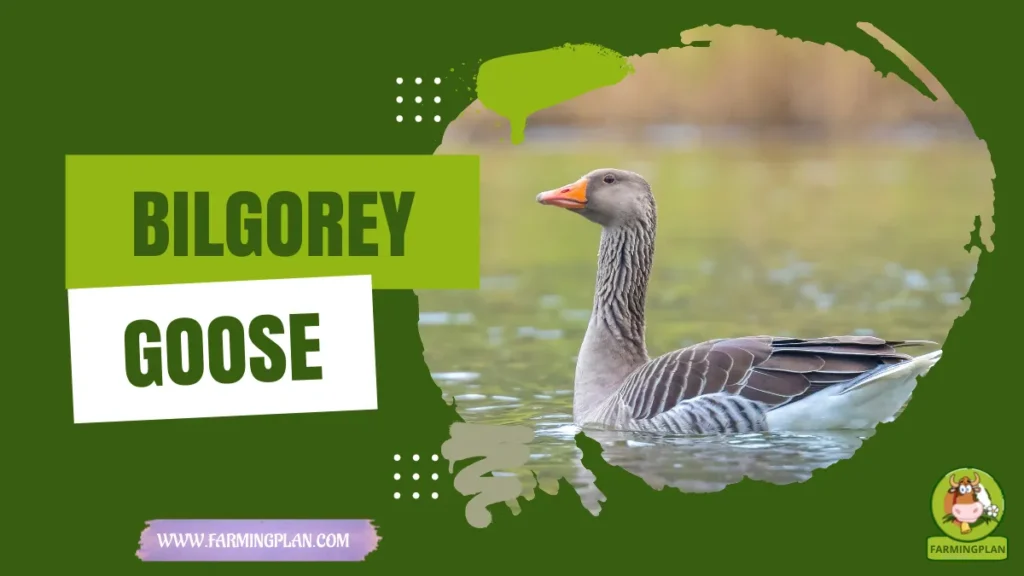bilgorey goose