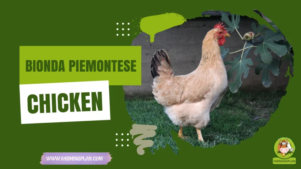 bionda piemontese chicken