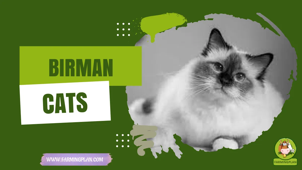 birman cats
