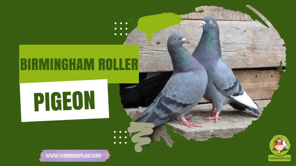 birmingham roller pigeon