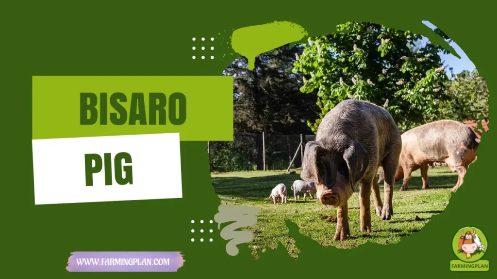 Bisaro Pig