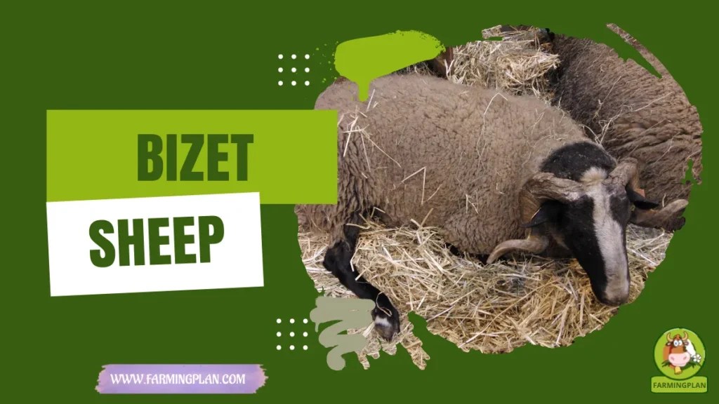 bizet sheep