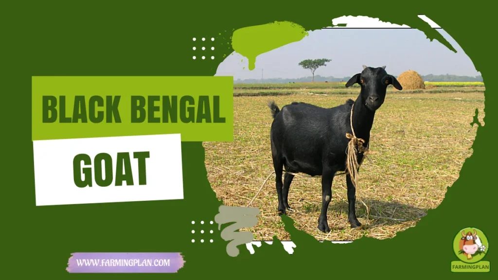 black bengal goat