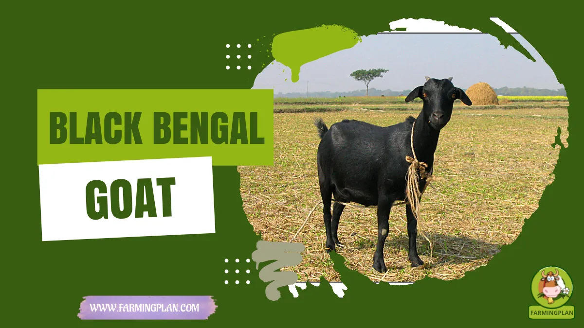 black bengal goat
