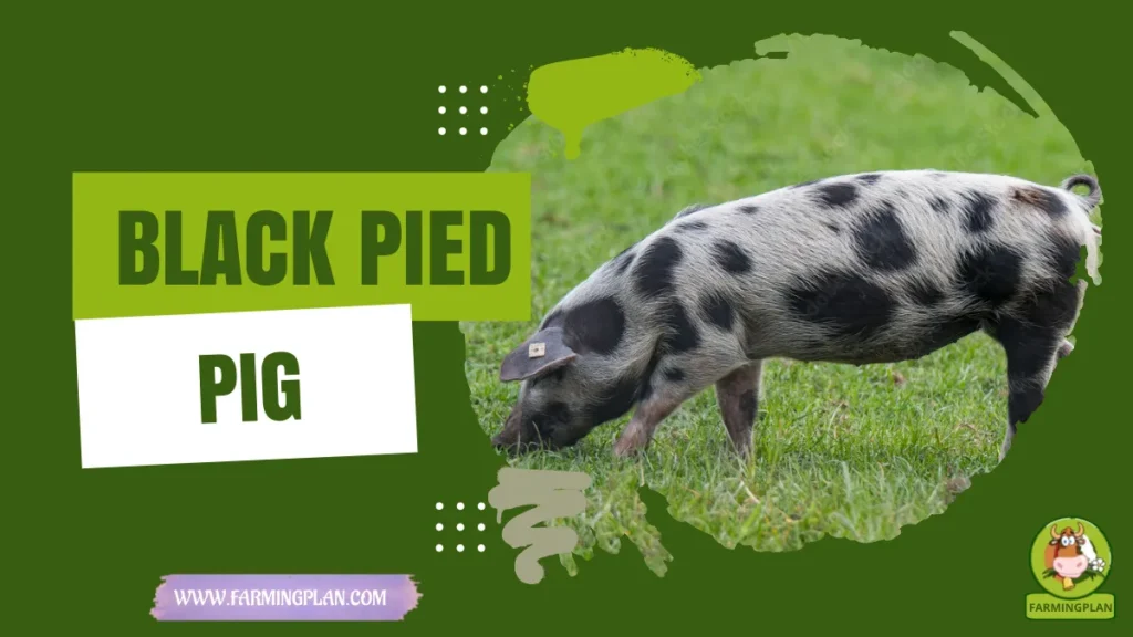 black pied pig
