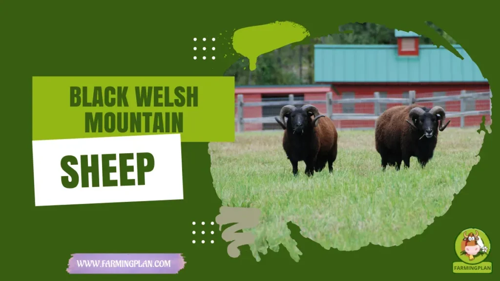 black welsh mountain sheep