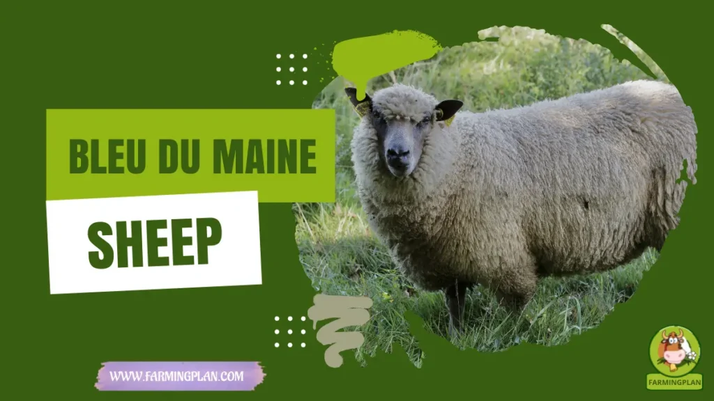 bleu du maine sheep