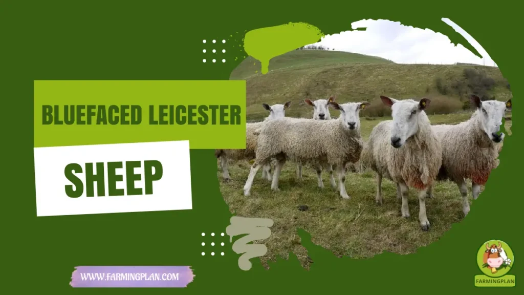 bluefaced leicester sheep