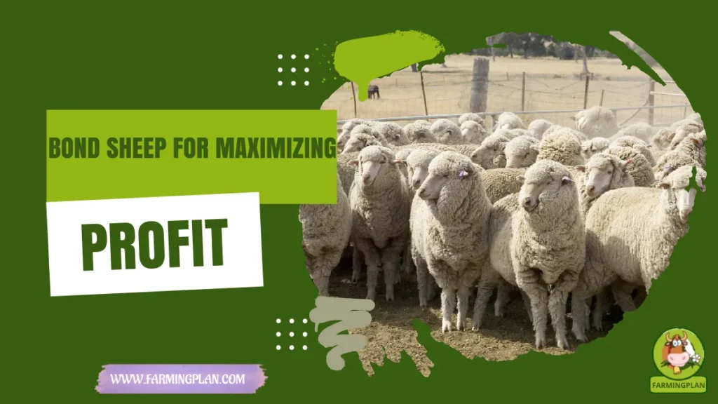 bond sheep for maximizing profit