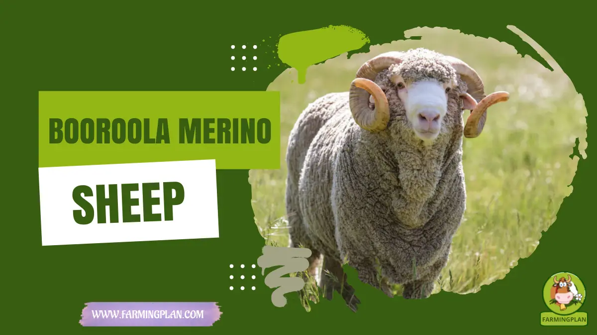 Booroola Merino Sheep: Secrets Of Successful | Farming Plan