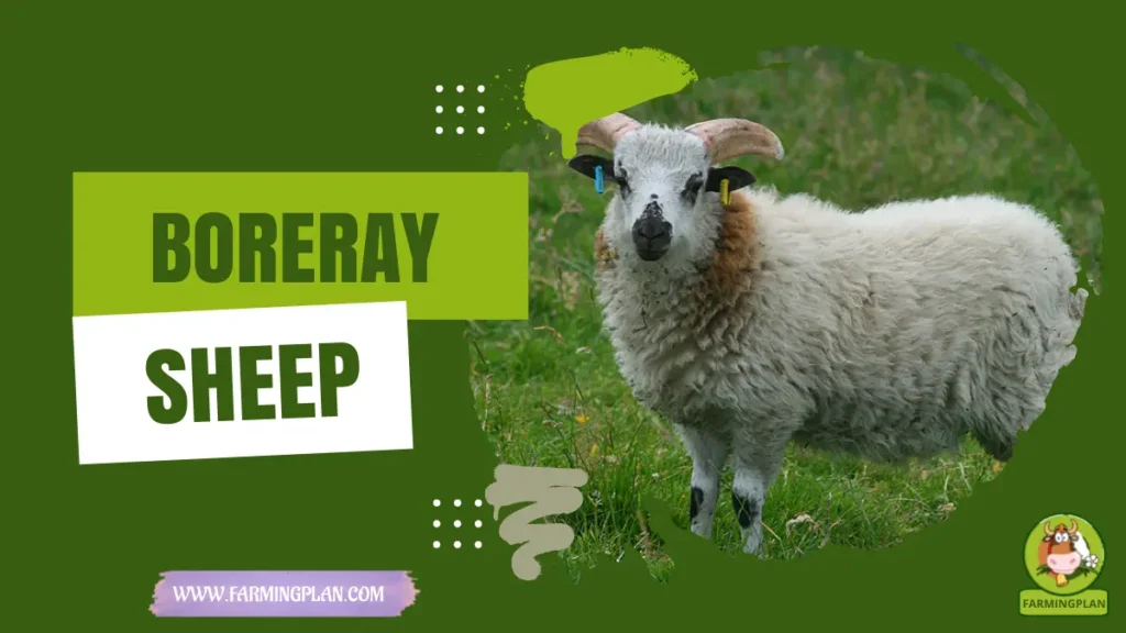 Boreray Sheep