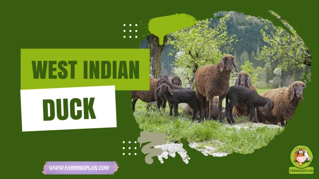 braunes bergschaf sheep