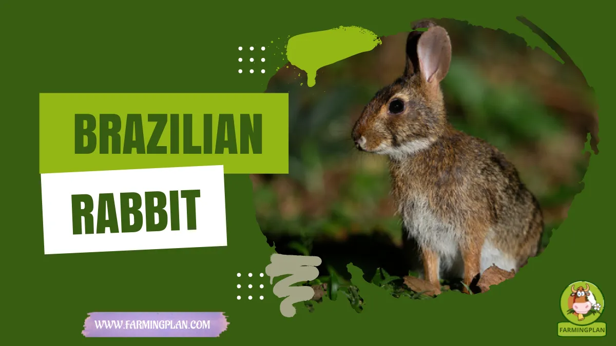 brazilian rabbit