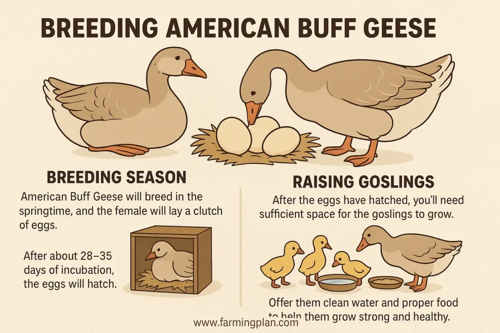 breeding american buff geese